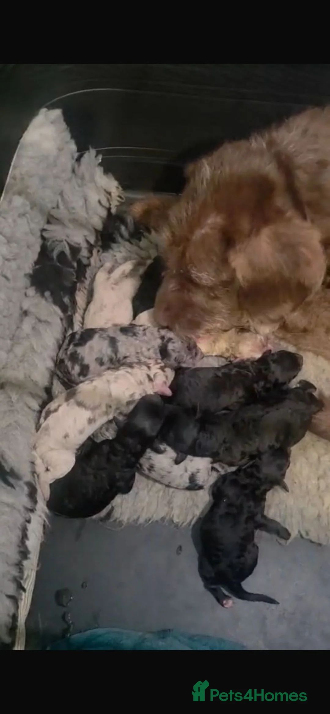 Labradoodle dogs for sale: Beautiful labradoodle puppies 🐶 - Advert 2