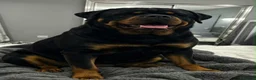 Rottweiler dogs for sale: Top quality KC Reg Rottweiler puppies  - Advert 3