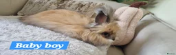 Angora rabbits for sale: Beautiful baby full breed Angoras - Advert 5
