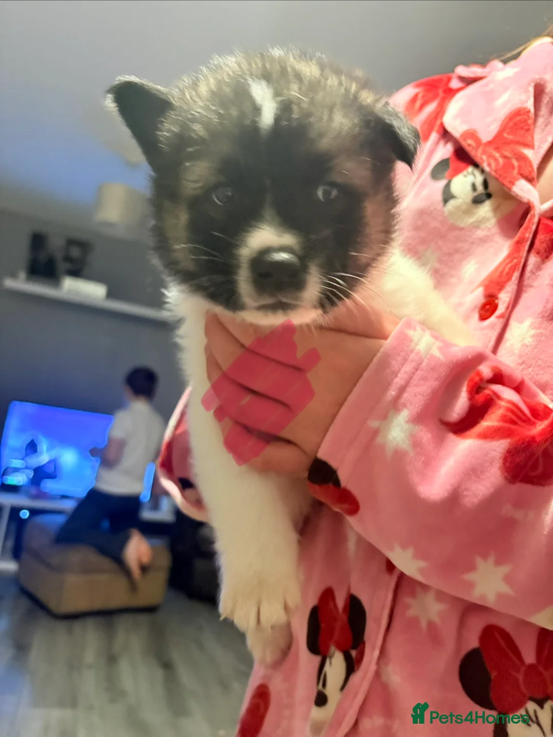 Akita dogs for sale: Akita pups March 12th ready to view  - Advert 3