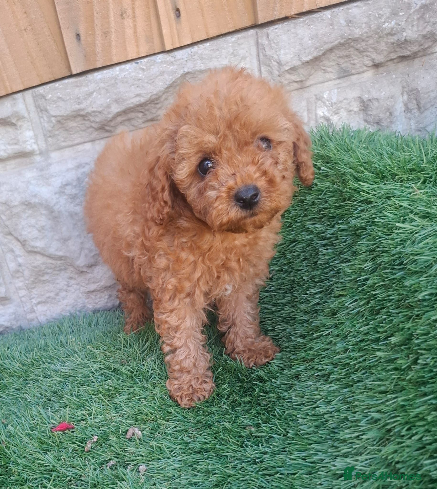 Cavapoo dogs Toy cavapoos heath checked 100 percent perfect - Advert 2