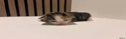 Mixed Breed cats for sale: Ginger, Black and White Female Kitten in Billingham - Advert 10
