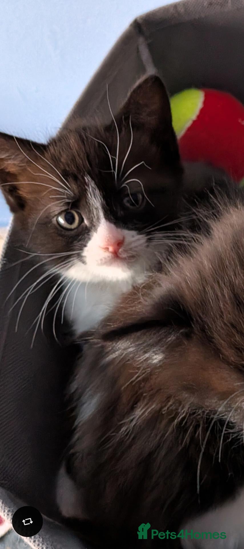 Mixed Breed cats Beautiful domestic x ragdoll kittens - Advert 1