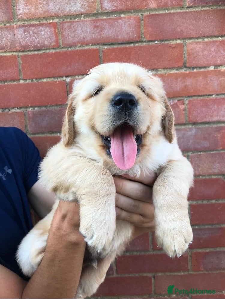 Golden Retriever dogs KC Registered dna clear chunky golden retriever  - Advert 6