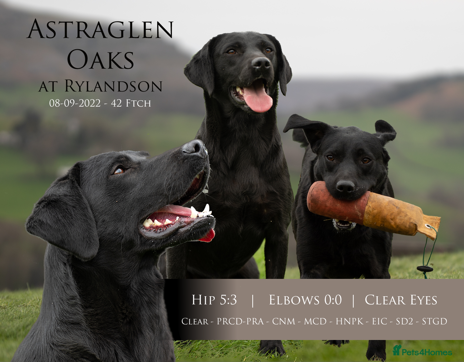 Labrador Retriever dogs KC Black Lab Stud Astraglen - Fully Health Tested in Corwen - Advert 14
