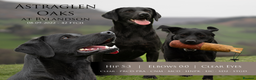 Labrador Retriever dogs for stud: KC Black Lab Stud Astraglen - Fully Health Tested in Corwen - Advert 1