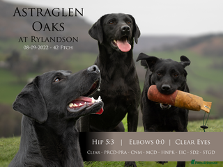Labrador Retriever dogs KC Black Lab Stud Astraglen - Fully Health Tested in Corwen - Advert 17
