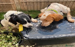 Brittany Spaniel dogs for adoption: Sweet, friendly, pretty Mildred in Surrey - Image 3