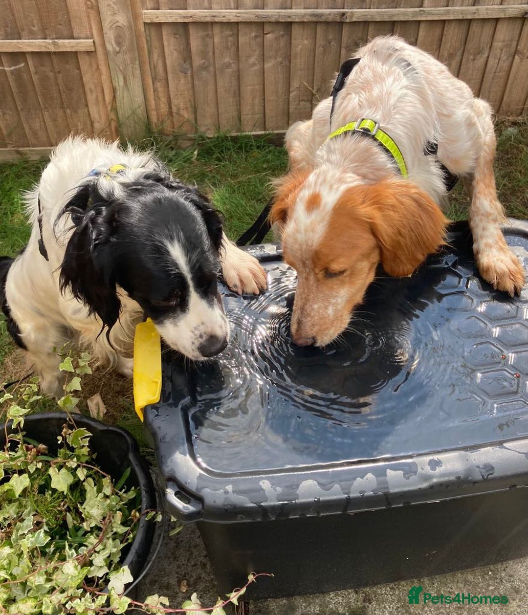 Brittany Spaniel dogs for adoption: Sweet, friendly, pretty Mildred in Surrey - Image 3