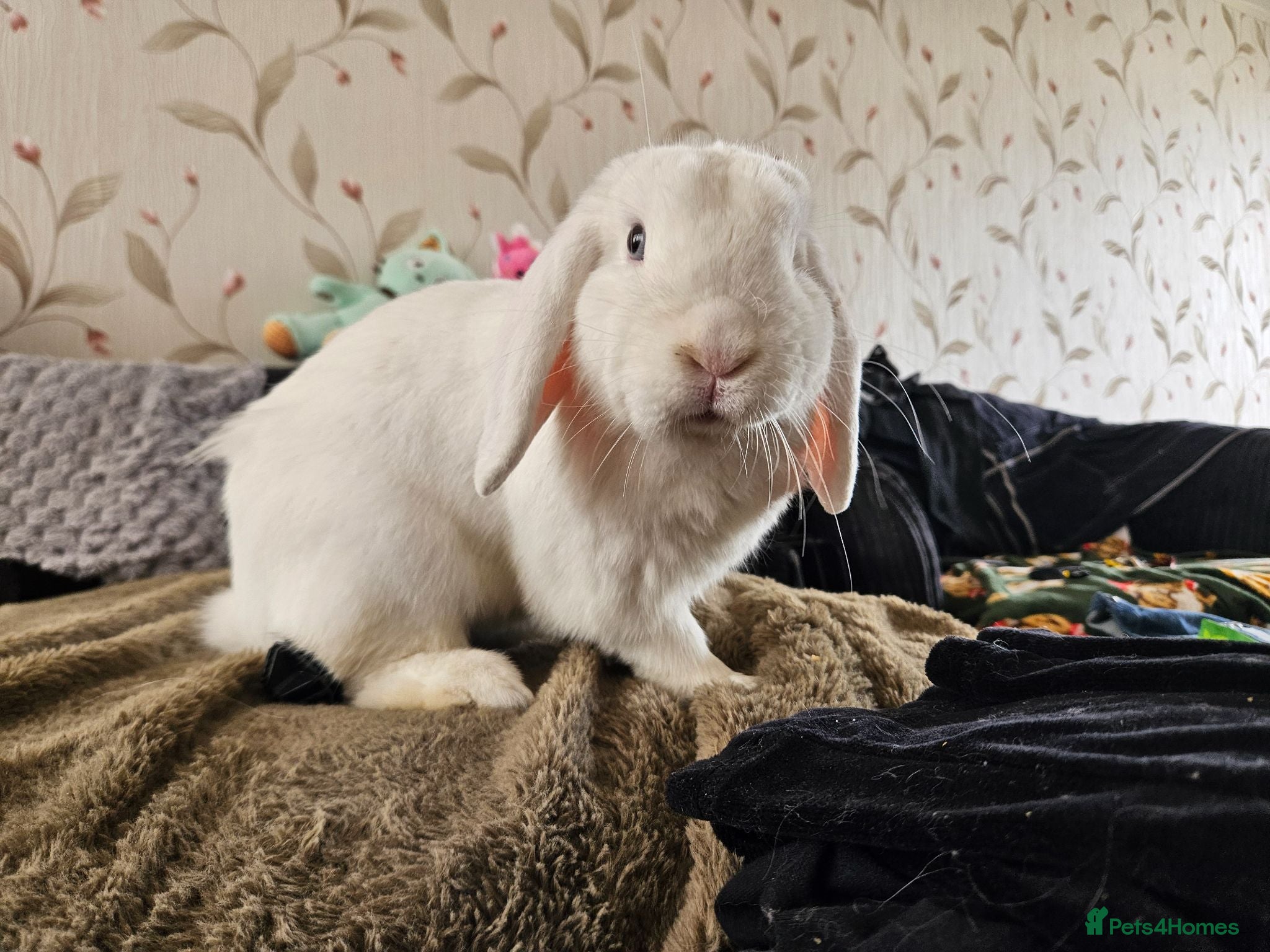 German Lop rabbits Rescue a Beautiful Rabbit - Advert 1