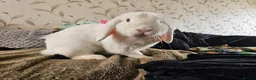 German Lop rabbits for sale: Rescue a Beautiful Rabbit - Advert 1