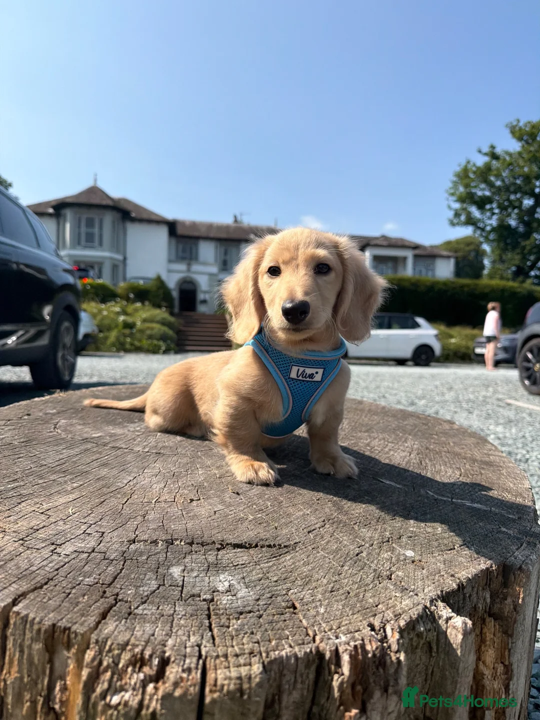 Miniature Dachshund dogs for sale: outstanding little cream long haired boy available - Advert 1