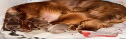 Miniature Dachshund dogs for sale: Long hair miniature dachshund  - Advert 19