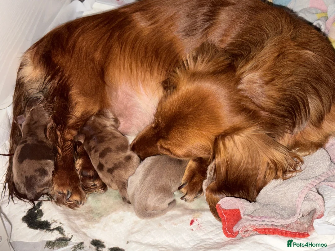 Miniature Dachshund dogs for sale: Long hair miniature dachshund  - Advert 19