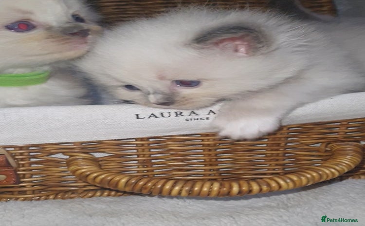 Ragdoll cats - Advert 9