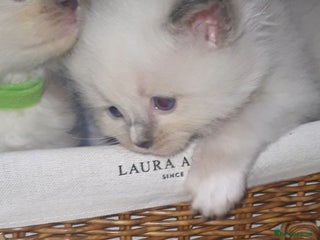 Ragdoll cats - Advert 6