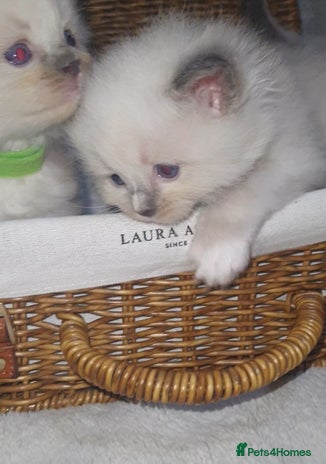 Ragdoll cats - Advert 9