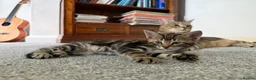 Mixed Breed cats for sale: Tabby Kittens For Sale - Advert 27