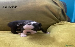Boston Terrier dogs for sale: Boston terriers for sale - Image 4