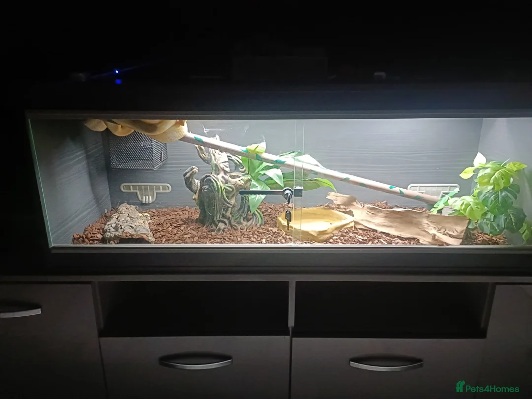 Boa Snake reptiles for sale: 3 years old Albino Red Tail Boa Constrictor  - Advert 6