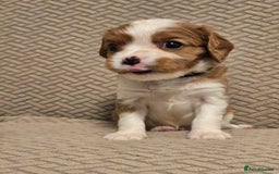 Cavalier King Charles Spaniel dogs for sale: Gorgeous KC Reg Cavalier Puppies  - Image 5