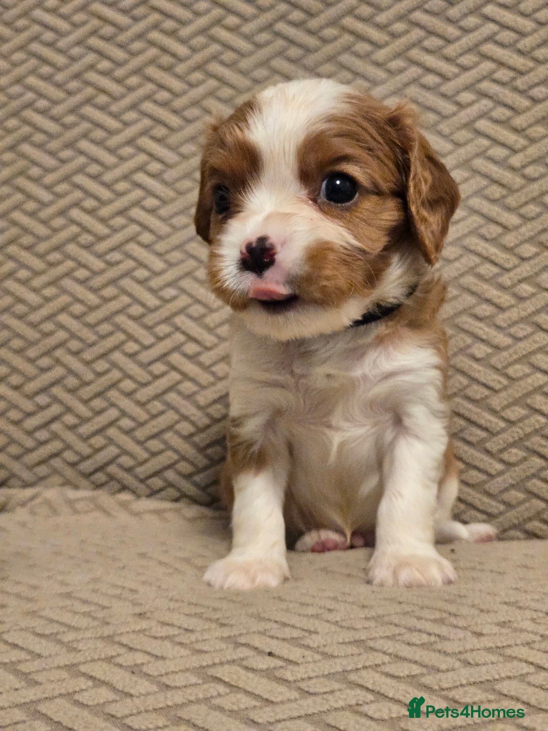 Cavalier King Charles Spaniel dogs for sale: Gorgeous KC Reg Cavalier Puppies  - Image 5