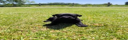 Labrador Retriever dogs for sale: 🐾 Beautiful Labrador Puppies – KC Registered 🐾 - Advert 18