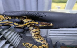 Python Snake reptiles for sale: Multiple royals available  - Image 4