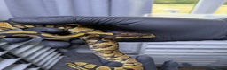 Python Snake reptiles for sale: Multiple royals available  - Advert 4