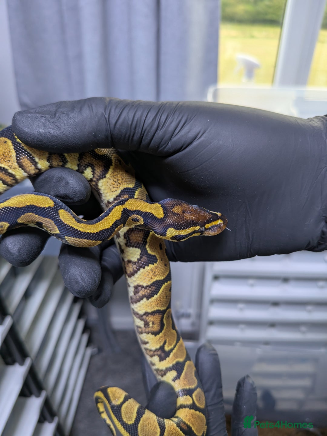 Python Snake reptiles for sale: Multiple royals available  - Image 4