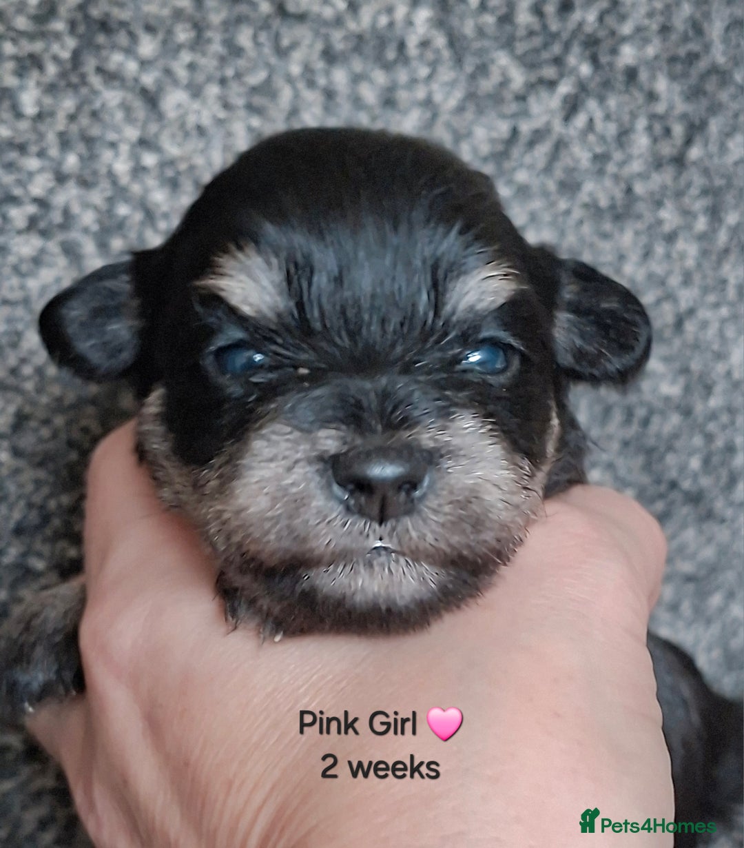 Miniature Schnauzer dogs for sale: Fantastic litter of Black and Silver pups K.C Reg - Advert 3