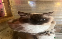 Ragdoll cats for sale: Adult female ragdoll  - Image 2