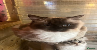 Ragdoll cats - Advert 5