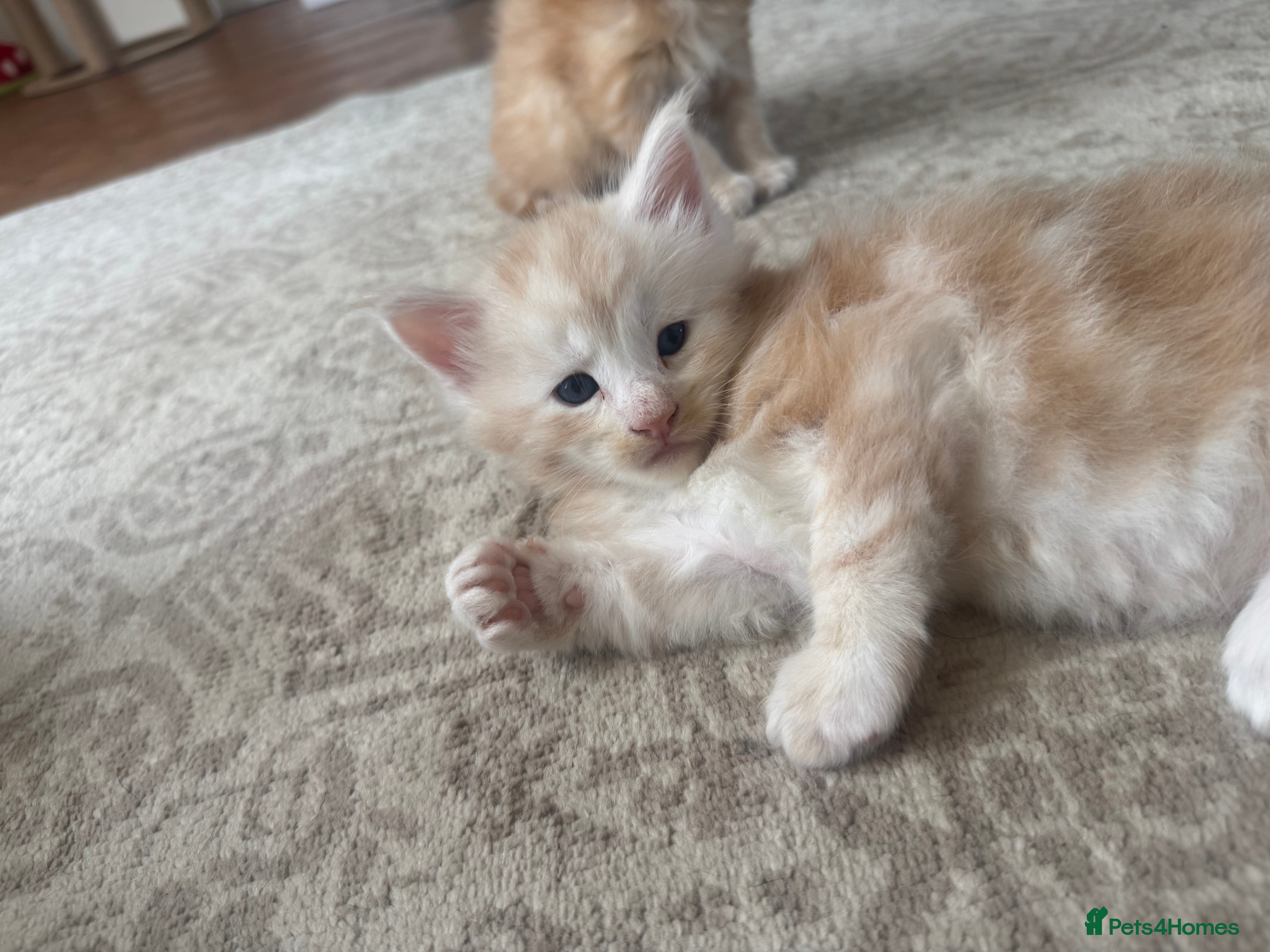 Maine Coon cats     ✨TICA Maine Coon Kittens | Licensed Breeder✨ - Advert 2