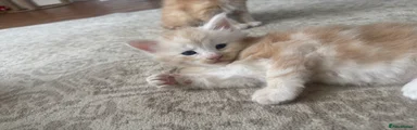 Cream male 