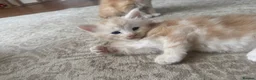 Maine Coon cats for sale:     ✨TICA Maine Coon Kittens | Licensed Breeder✨ - Advert 22