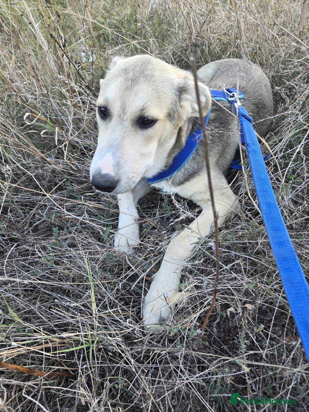 Mixed Breed dogs for adoption: RUDI - a Lovely young boy for a Loving Home - Image 1