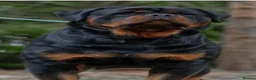 Rottweiler dogs for sale: German rottweiler  - Advert 3