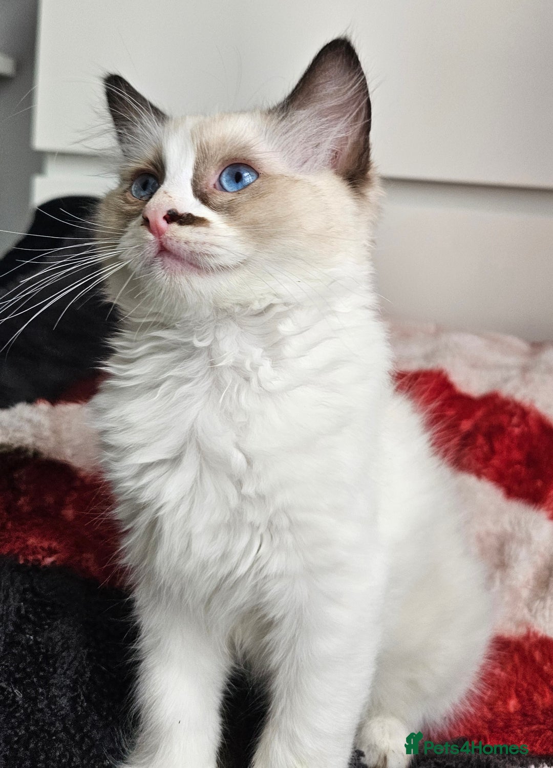 Ragdoll cats for sale:  RAGDOLLS KITTENS🐱😻 1 Boy bicolour available 😻 - Image 8