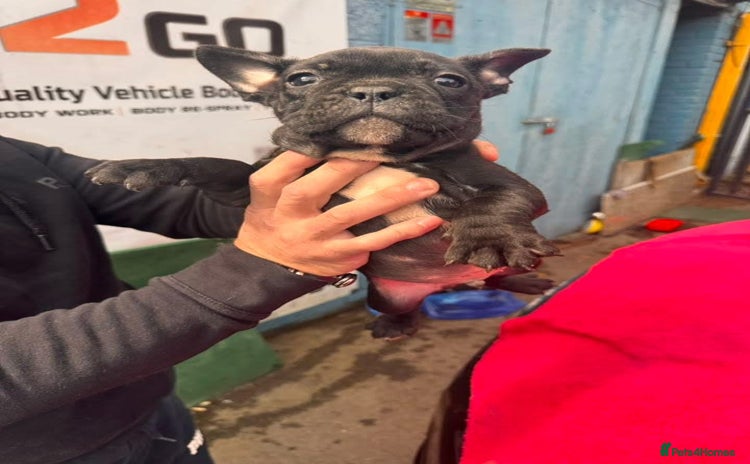 French Bulldog dogs - Advert 12