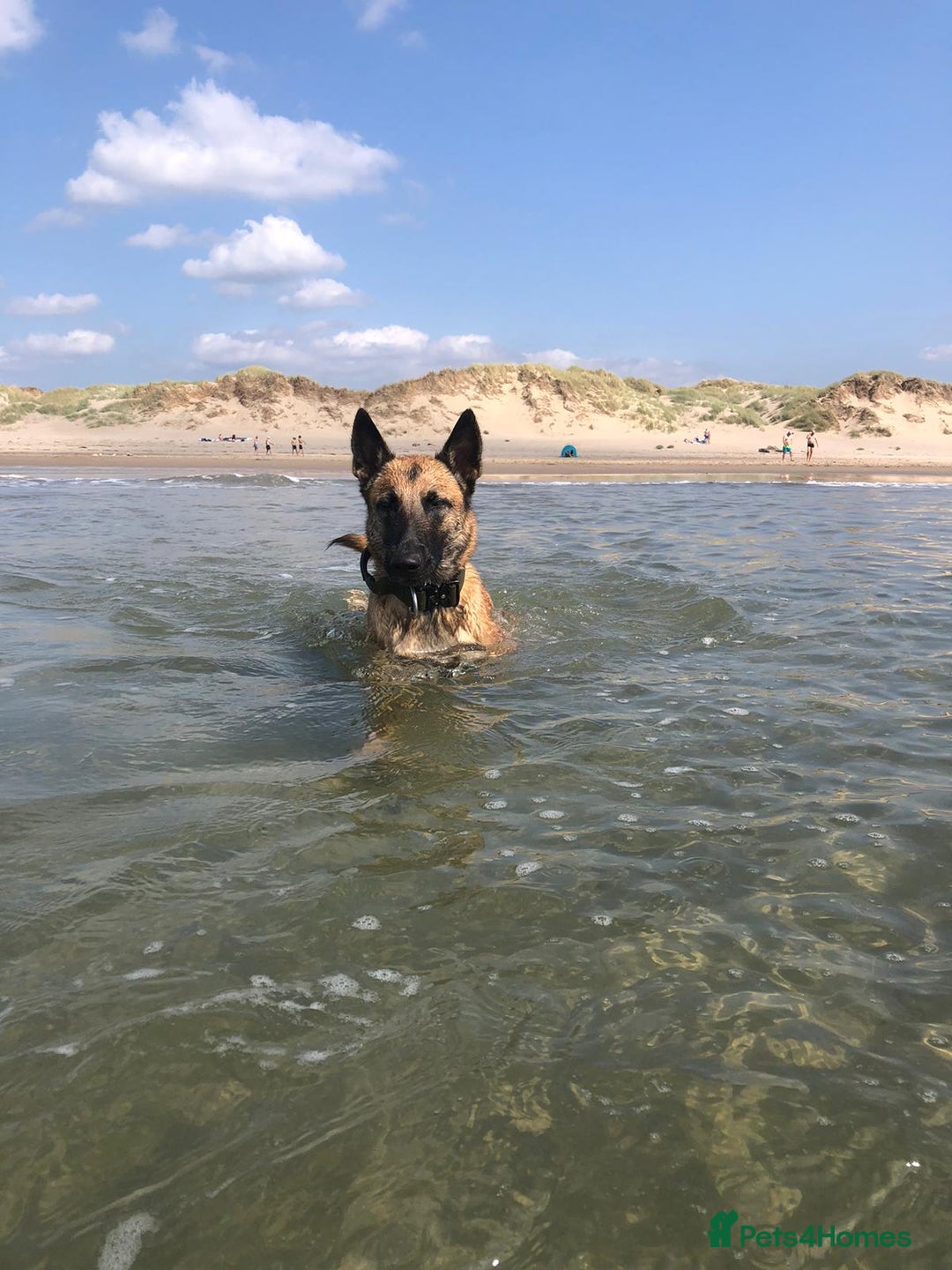 Belgian Shepherd Dog dogs for sale: Belgian Malinois is due before 5th of January - Advert 7