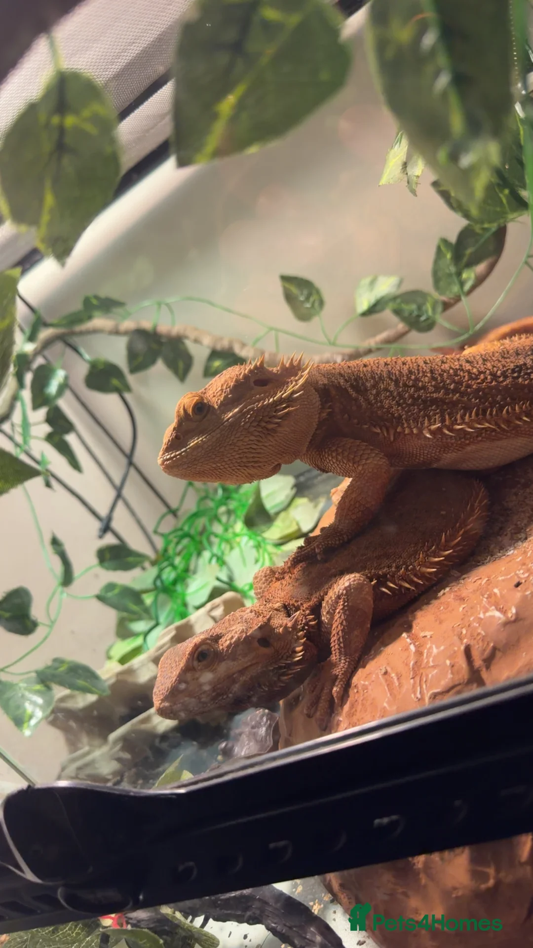 Bearded Dragon reptiles for sale: 4ft viv with everything included - Advert 3