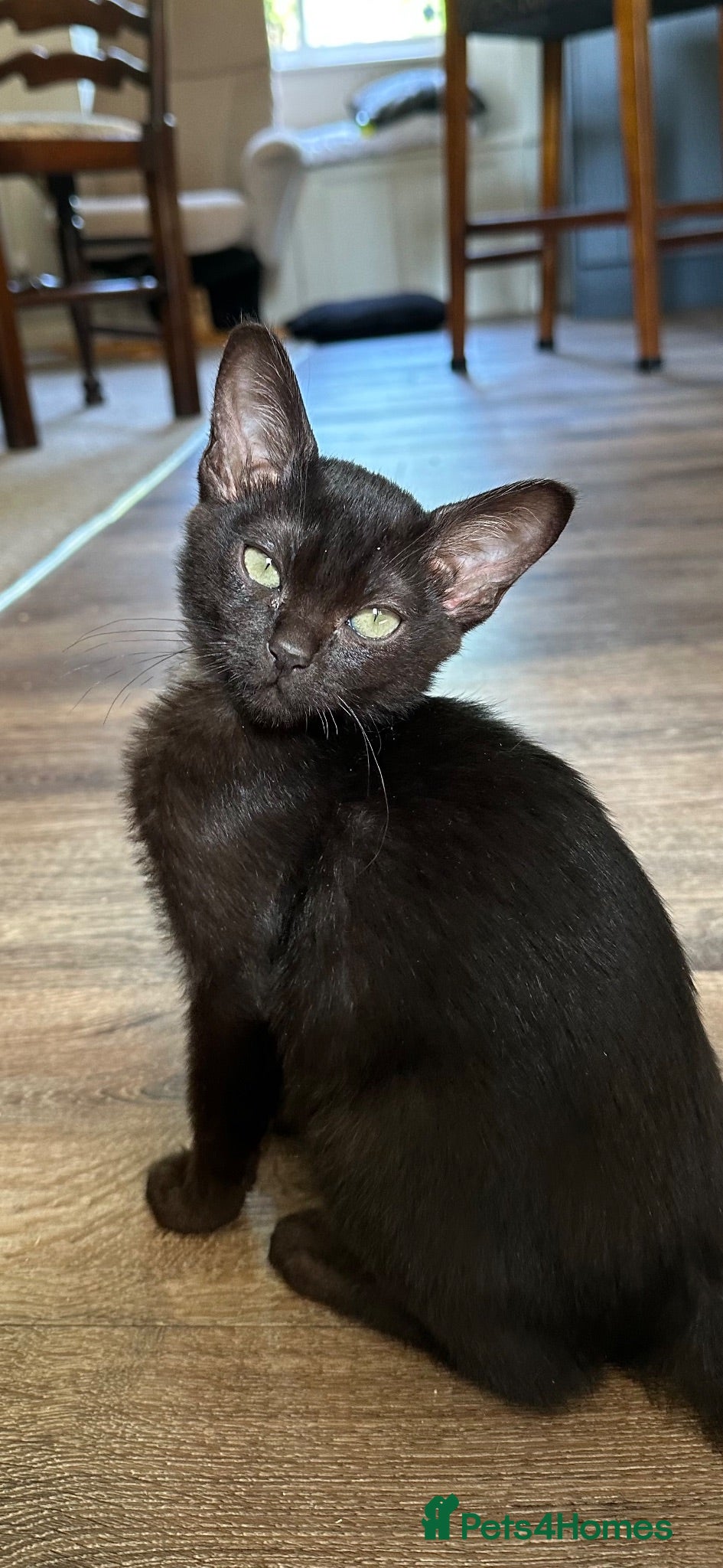 Burmese cats GCcF reg pedigree kittens  - Advert 6