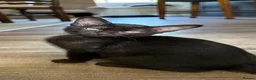 Burmese cats for sale: GCcF reg pedigree kittens  - Advert 14