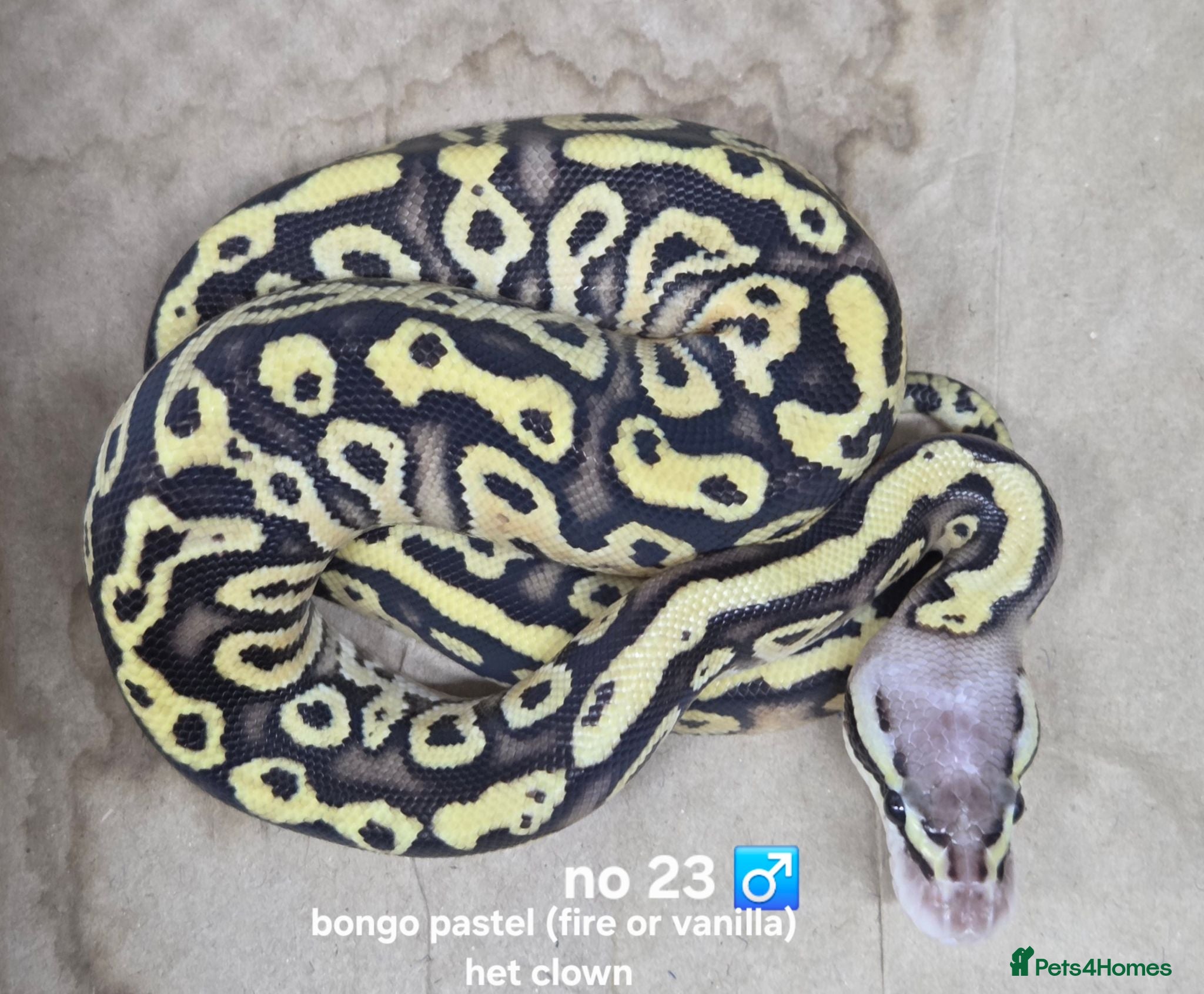 Python Snake reptiles  Various ball pythons  - Advert 13