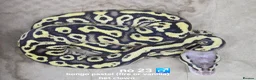 Python Snake reptiles for sale:  Various ball pythons  - Advert 2