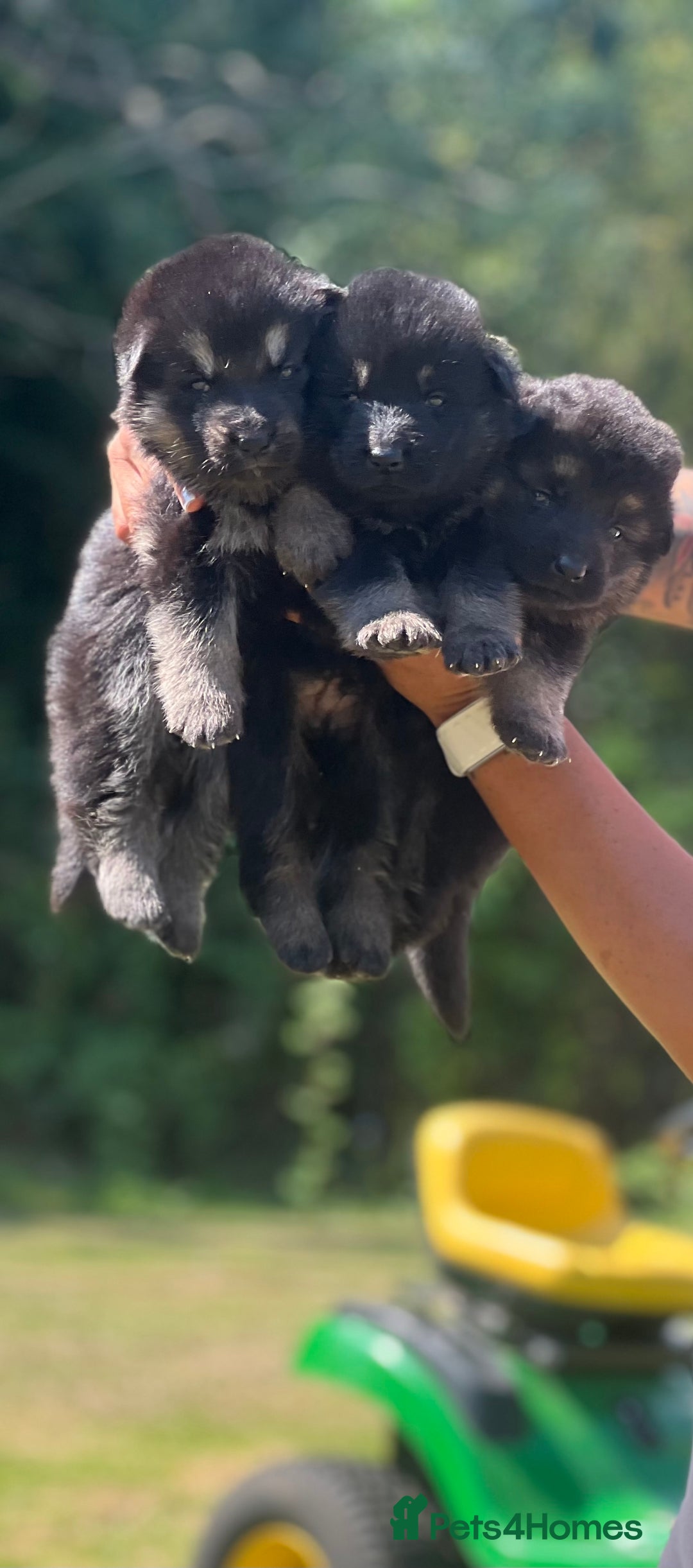 German Shepherd dogs for sale: ❤️KC HEALTH TESTED PARENTS ❤️ - Image 11