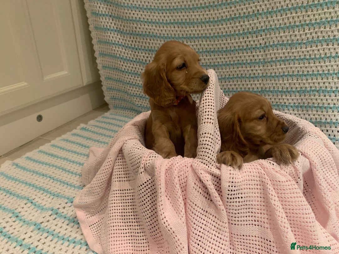 Cocker Spaniel dogs for sale: Cocker spaniel puppies  - Advert 7