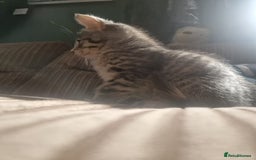 Mixed Breed cats for sale: Kittens ready now  - Image 17