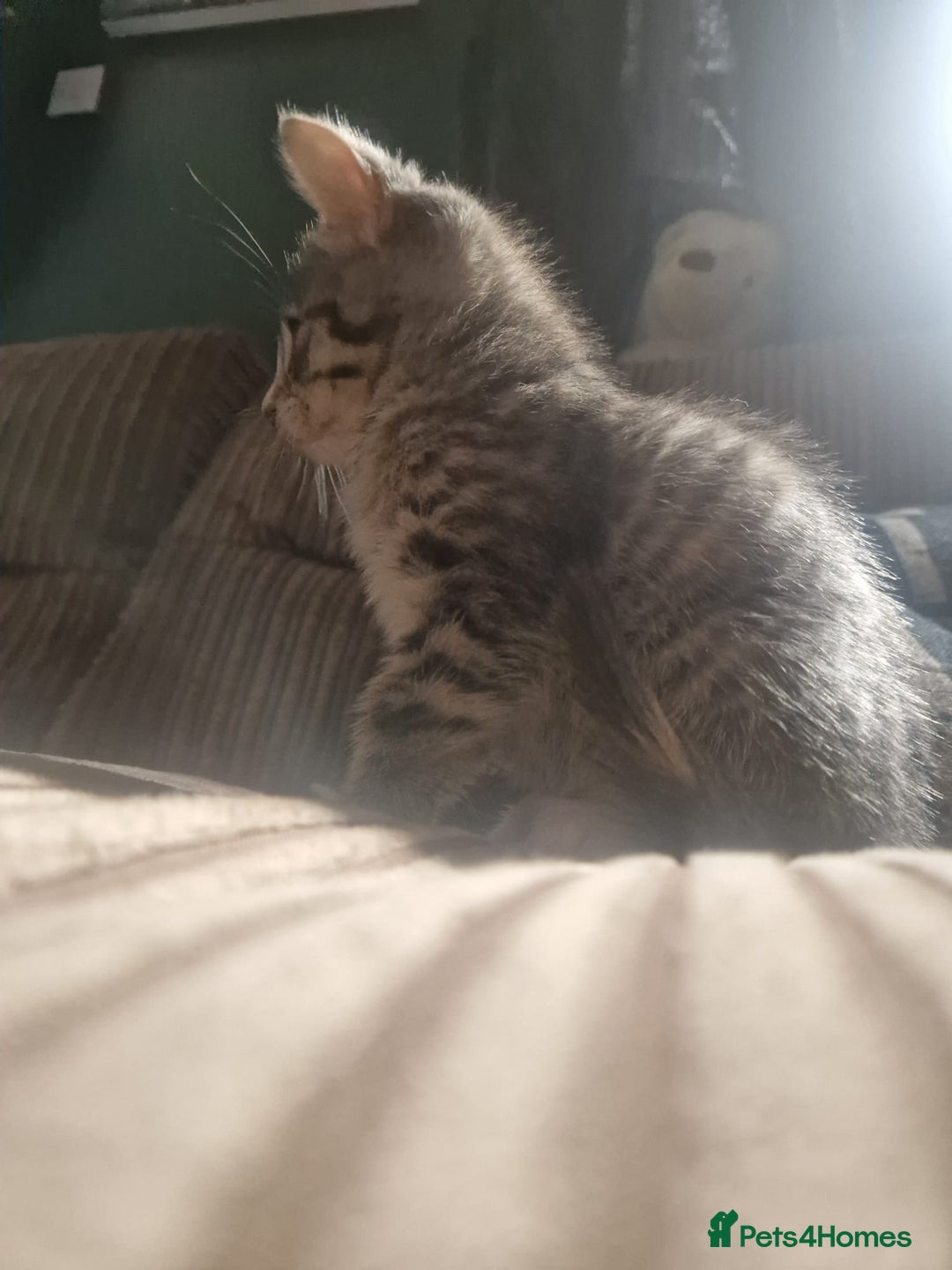 Mixed Breed cats for sale: Kittens ready now  - Image 17